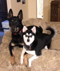 Two dogs, a German Shepherd mix and an Alaskan Klee Kai, sitting on the couch and looking cute. 