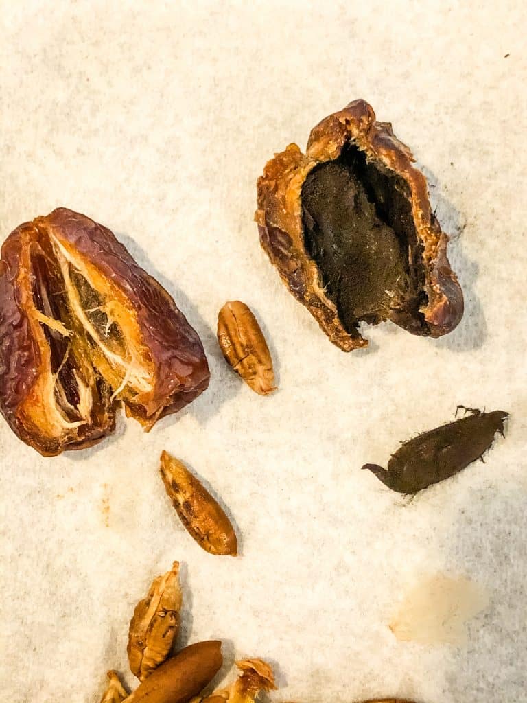 Medjool dates showing a fresh date on the left and a moldy date on the right